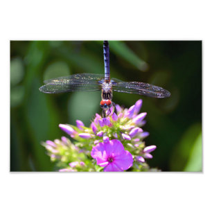 Dragonfly en Davids Lavender Phlox Foto Afdruk