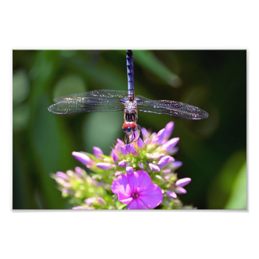 Dragonfly en Davids Lavender Phlox Foto Afdruk (Voorkant)