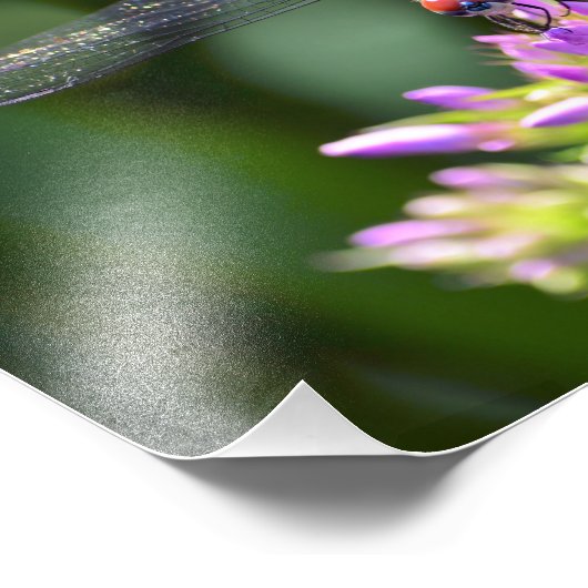 Dragonfly en Davids Lavender Phlox Foto Afdruk (Hoek)