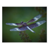 Dragonfly Foto Afdruk (Voorkant)