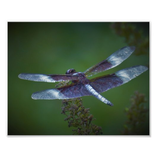 Dragonfly Foto Afdruk (Voorkant)