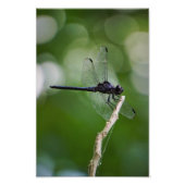 Dragonfly Foto Afdruk (Voorkant)