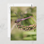 Dragonfly Foto Briefkaart (Voorkant / Achterkant)