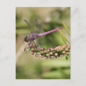Dragonfly Foto Briefkaart (Voorkant)