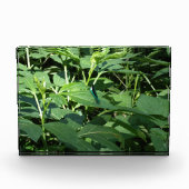 Dragonfly Fotoblokken (Voorkant)