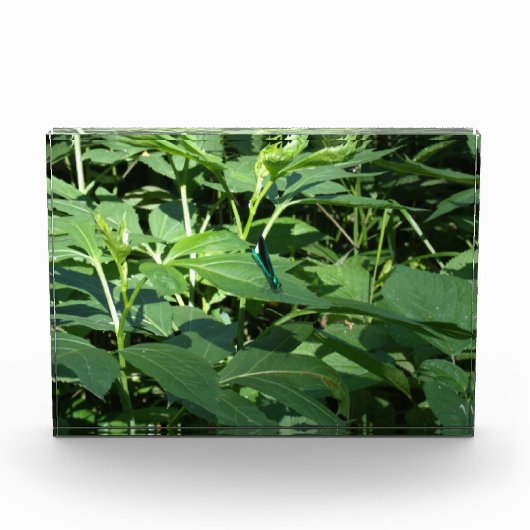 Dragonfly Fotoblokken (Voorkant)