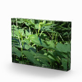 Dragonfly Fotoblokken (Rechts)