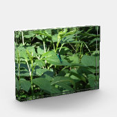 Dragonfly Fotoblokken (Links)