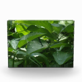 Dragonfly Fotoblokken