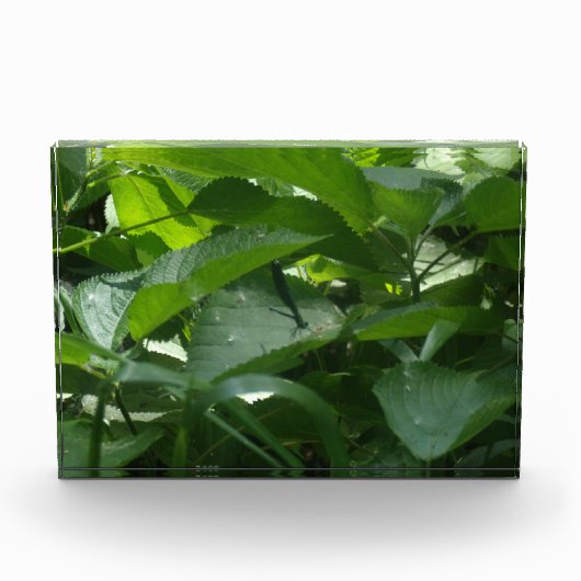 Dragonfly Fotoblokken (Voorkant)