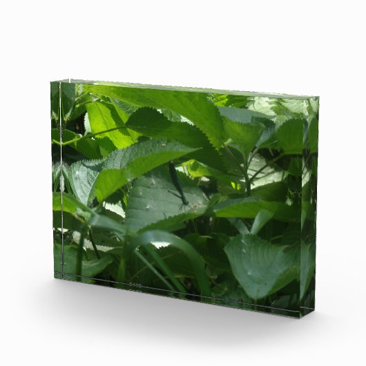 Dragonfly Fotoblokken (Rechts)