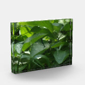 Dragonfly Fotoblokken (Links)