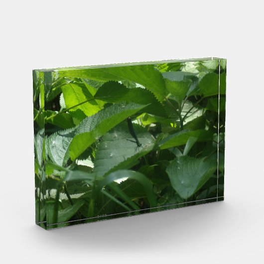 Dragonfly Fotoblokken (Links)