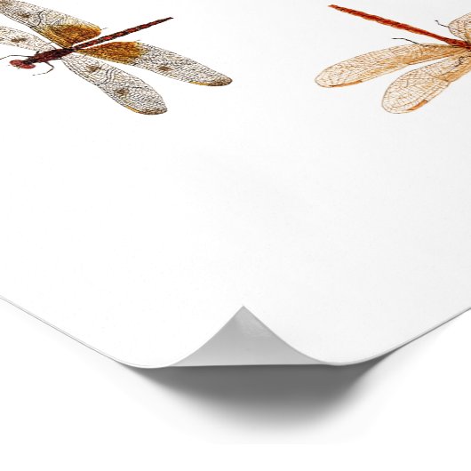 Dragonfly Graphic Art Poster (Hoek)