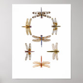 Dragonfly Graphic Art Poster (Voorkant)