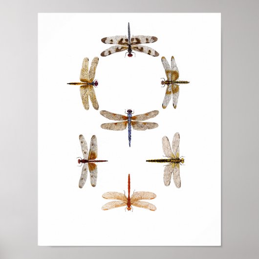 Dragonfly Graphic Art Poster (Voorkant)