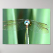 Dragonfly Hallo Poster (Voorkant)