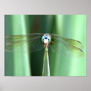 Dragonfly Hallo Poster