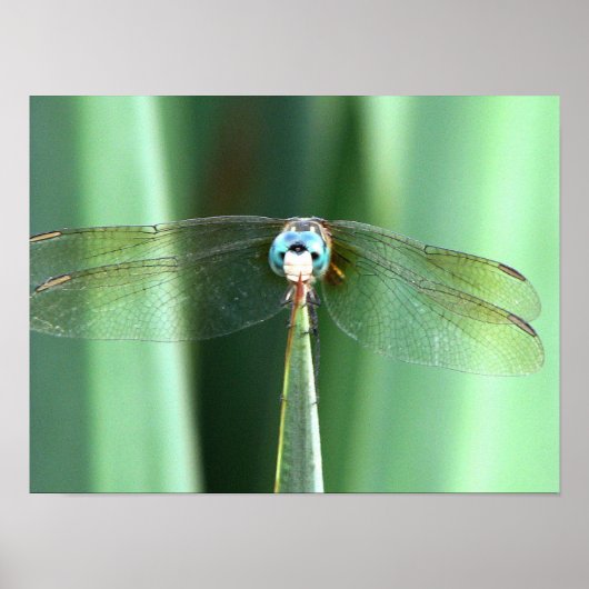 Dragonfly Hallo Poster (Voorkant)