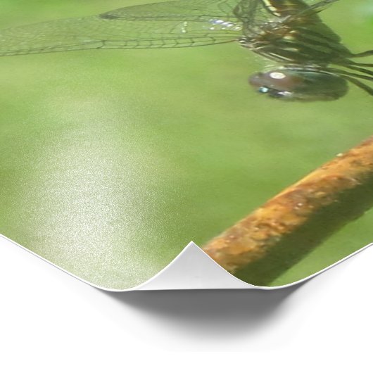 Dragonfly Handstand foto afdrukken (Hoek)