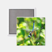 Dragonfly Handstand Magnet (Voorkant / Achterkant)