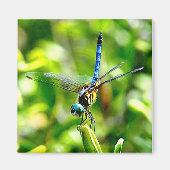 Dragonfly Handstand Magnet (Voorkant)