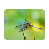 Dragonfly hangt aan. magneet (Horizontaal)