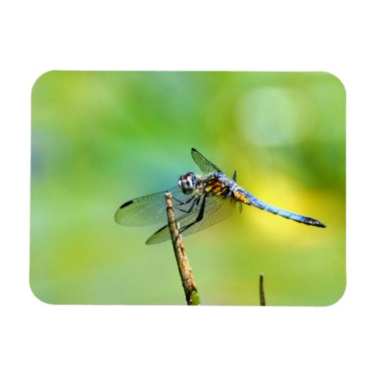 Dragonfly hangt aan. magneet (Horizontaal)