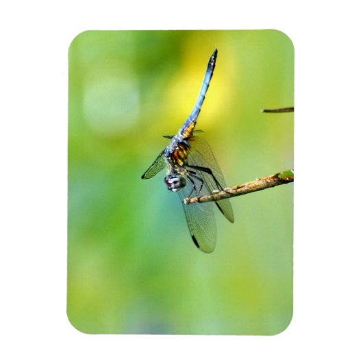 Dragonfly hangt aan. magneet (Verticaal)
