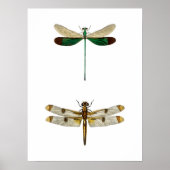 dragonfly-illustratie poster (Voorkant)