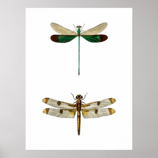 dragonfly-illustratie poster (Voorkant)