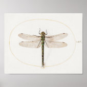 Dragonfly Illustratie Poster (Voorkant)