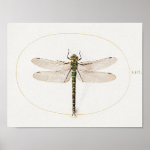 Dragonfly Illustratie Poster