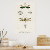  dragonfly-illustratie poster (Keuken)