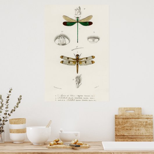  dragonfly-illustratie poster (Keuken)