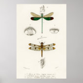  dragonfly-illustratie poster (Voorkant)
