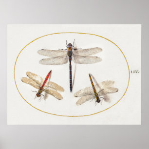 Dragonfly Illustratie Poster