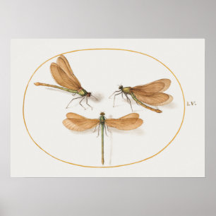 Dragonfly Illustratie Poster