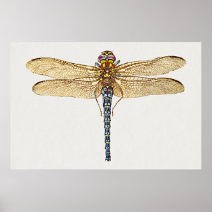 Dragonfly Illustration Poster
