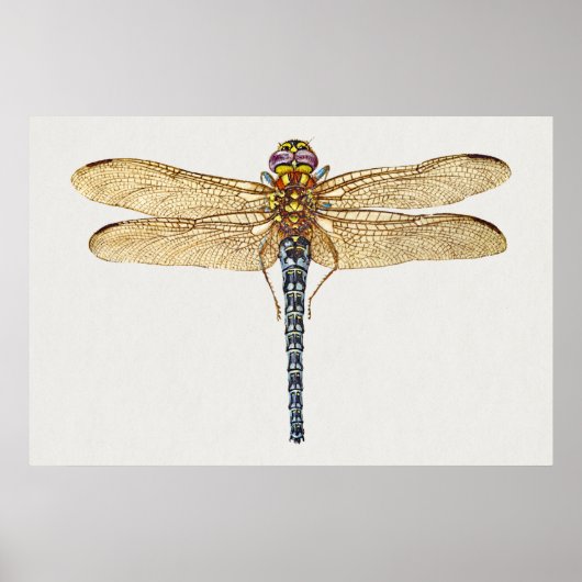 Dragonfly Illustration Poster (Voorkant)