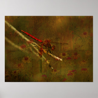 Dragonfly in de tuin poster