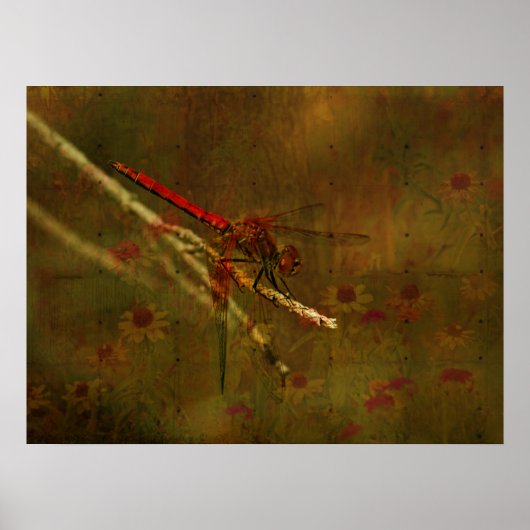 Dragonfly in de tuin poster (Voorkant)
