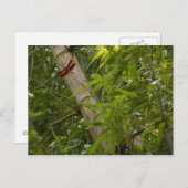 Dragonfly in het briefkaart van Bamboe (Voorkant / Achterkant)