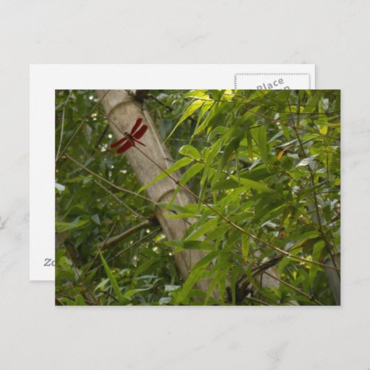 Dragonfly in het briefkaart van Bamboe (Voorkant / Achterkant)