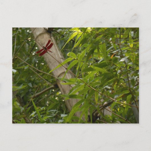 Dragonfly in het briefkaart van Bamboe (Voorkant)