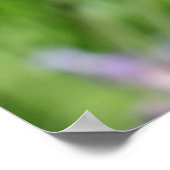 Dragonfly in Lavender Garden Poster (Hoek)