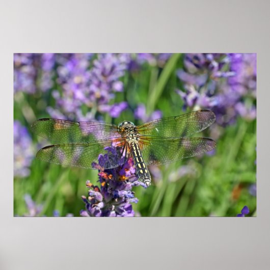 Dragonfly in Lavender Garden Poster (Voorkant)