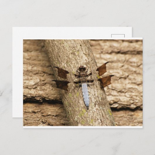 Dragonfly in rust briefkaart (Voorkant / Achterkant)