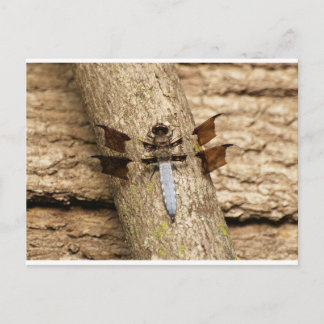 Dragonfly in rust briefkaart