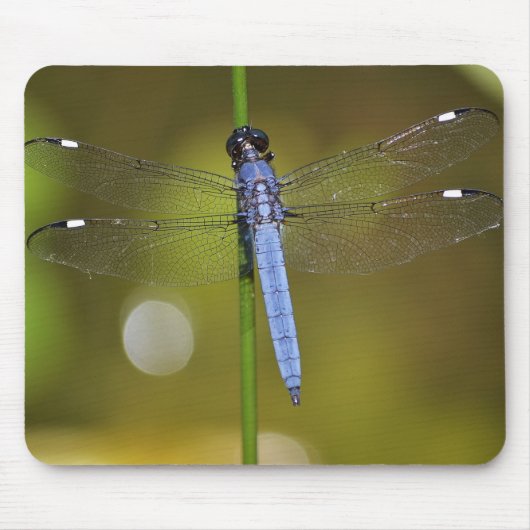 Dragonfly in rust op een mousepad muismat (Voorkant)